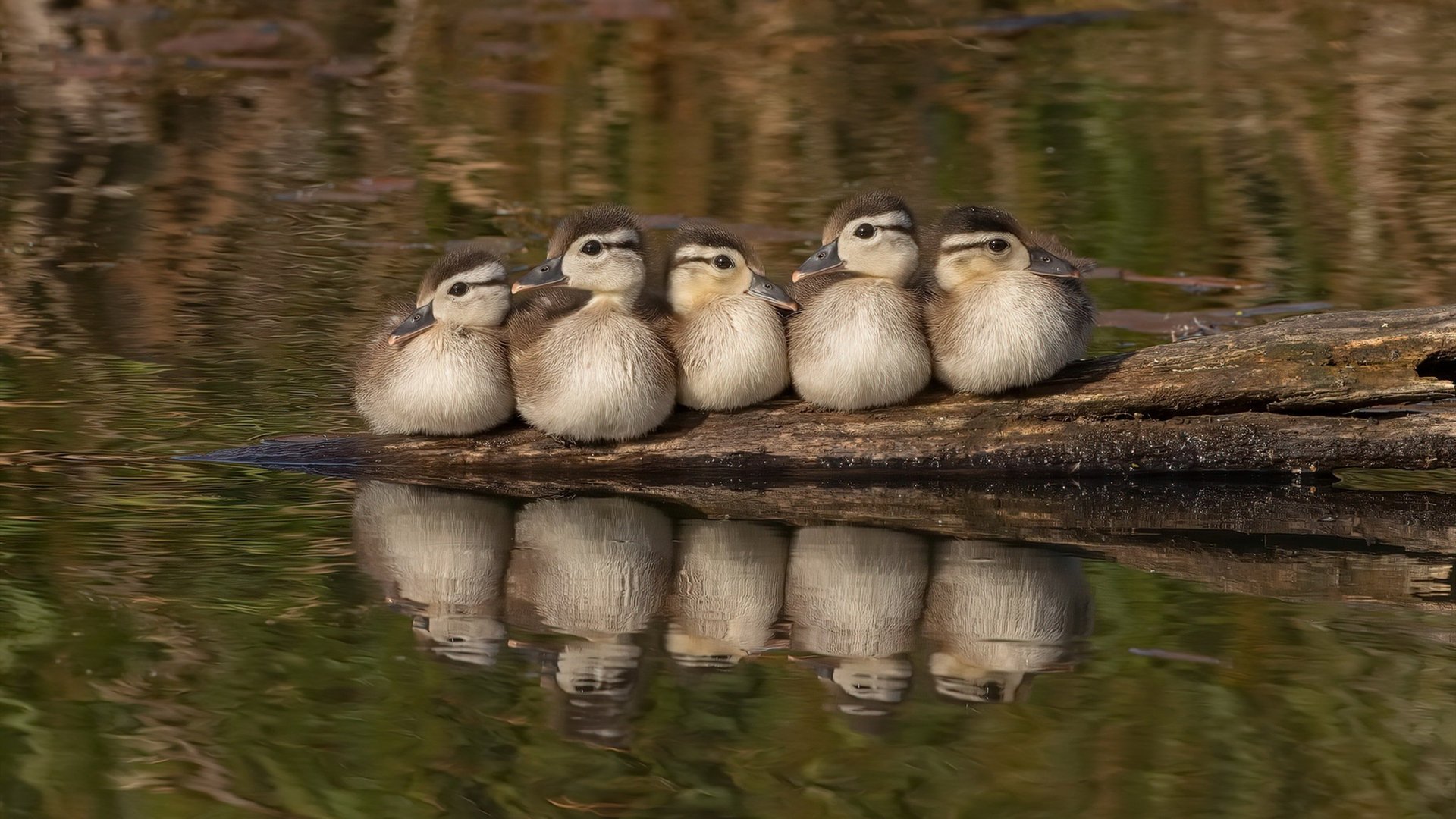 _青少年手球锦标赛：团队合作的快乐时光_，手球知识竞赛