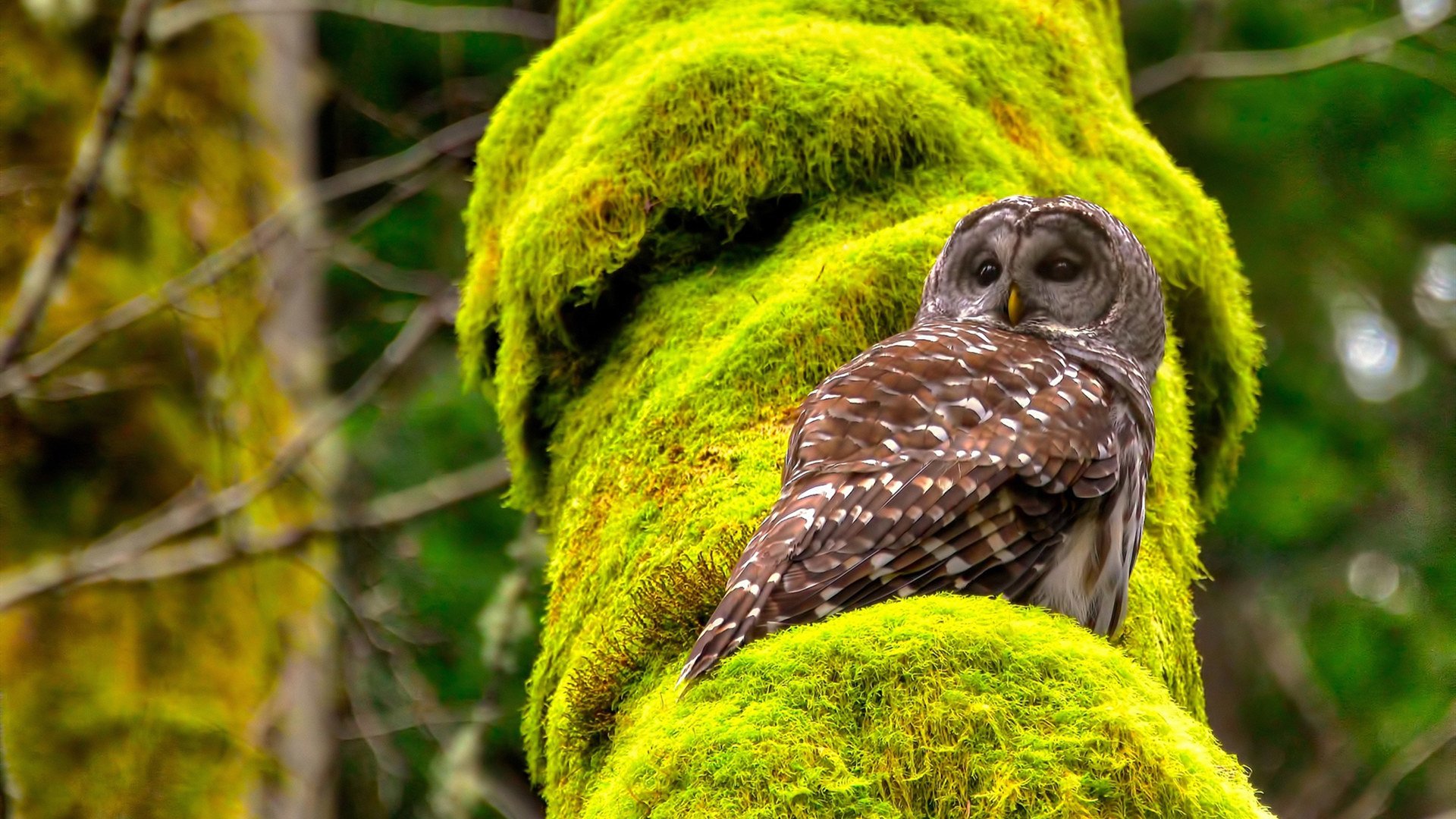 爱游戏体育APP下载-中超联赛全新引擎——数字化运营实现转型升级，中超联赛职业化