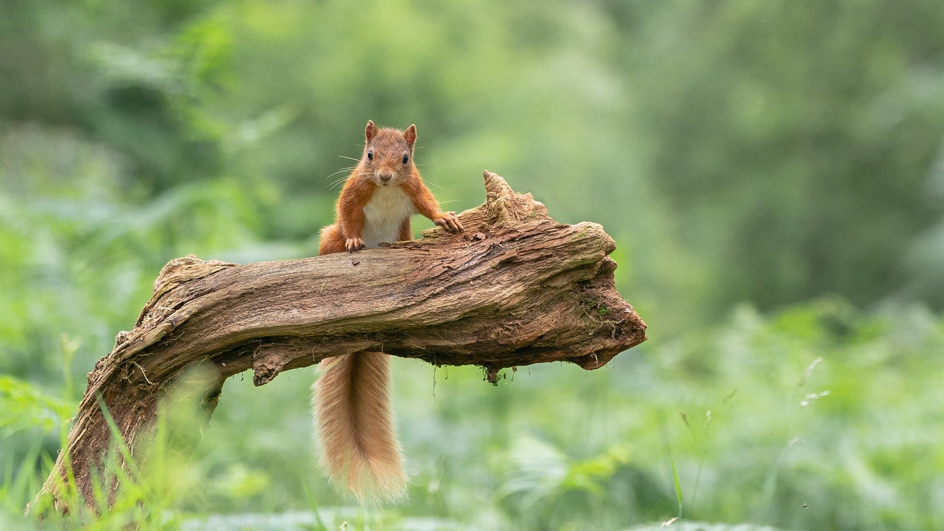 中超联赛全新引擎——数字化运营实现转型升级，中超联赛职业化