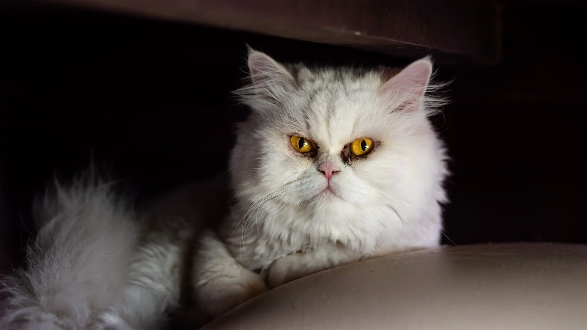 主场不胜!法国球迷陷入沉默,法国球迷哭了