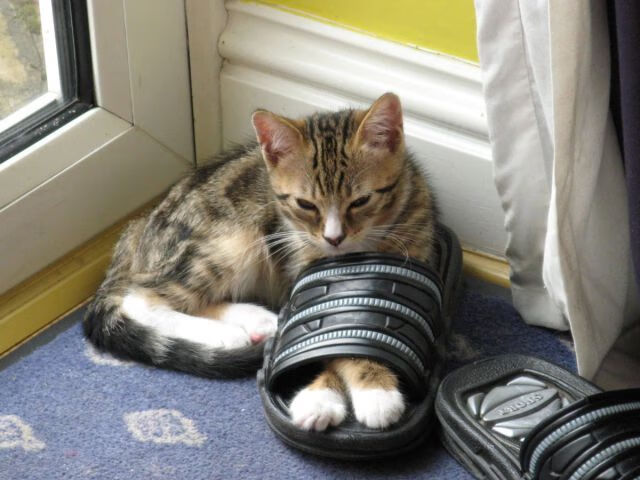 体育界大咖：台球赛事引发业内关注，台球运动员排名前十名