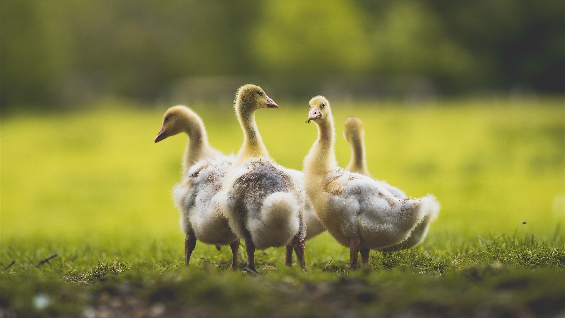 巴西男篮在巴黎奥运会小组赛中展现比赛智慧，巴西男篮在巴黎奥运会小组赛中展现比赛智慧的是谁
