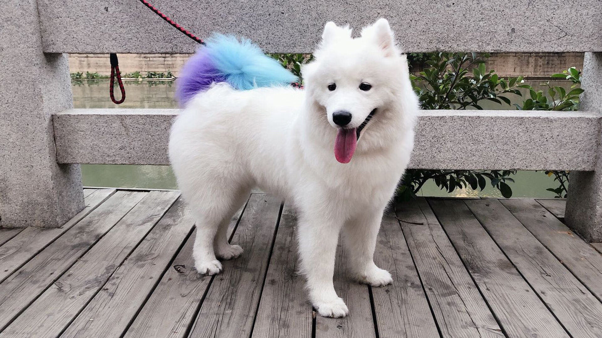 AYX SPORTS-全明星盛典：明星球员的巅峰展示，全明星赛集锦