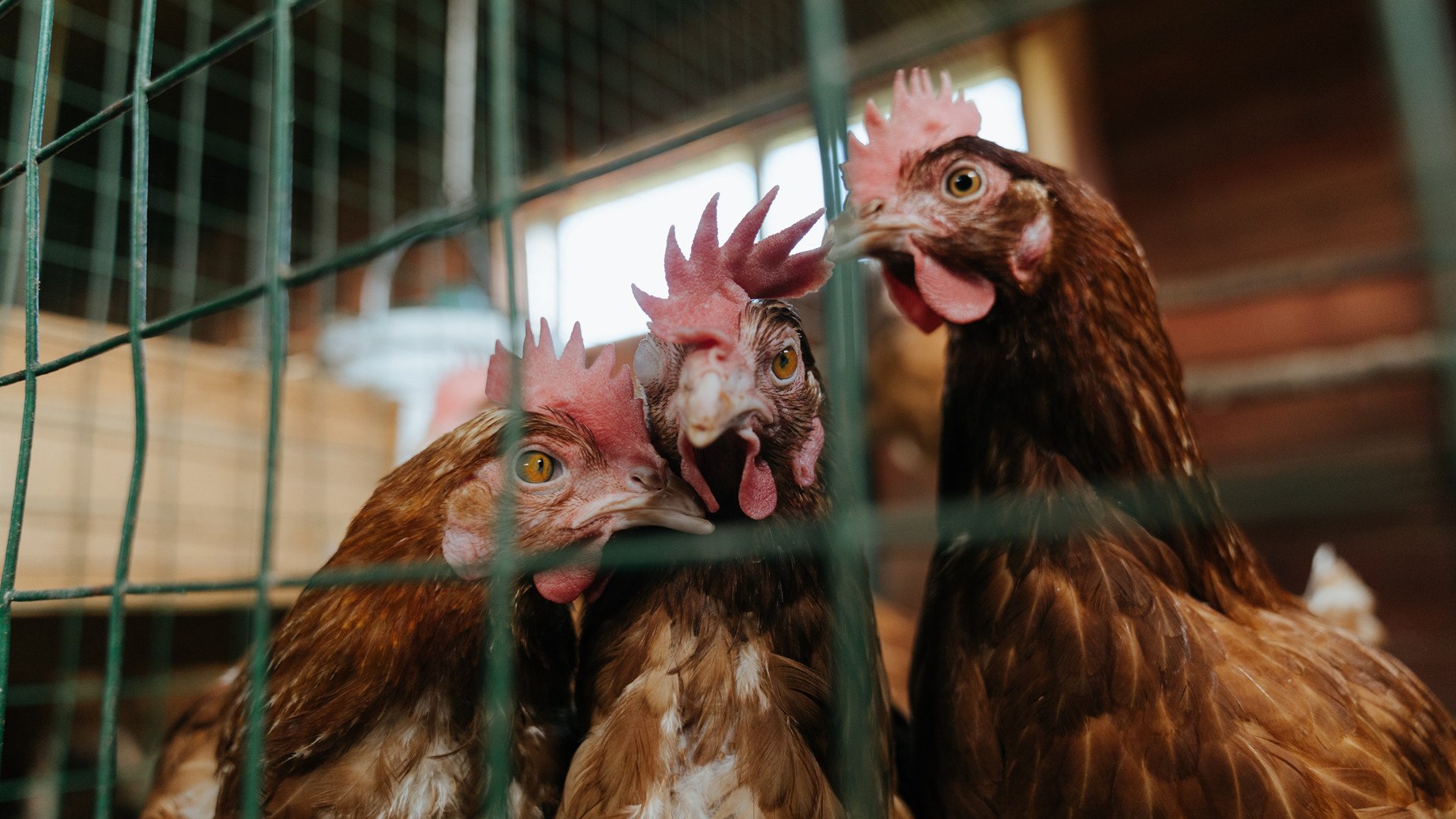 EDG战队教练团队策略调整，edg战队教练团队策略调整方案