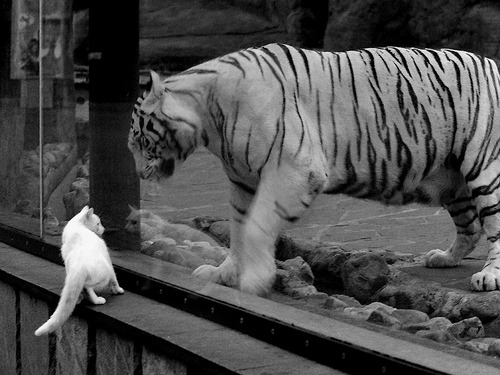 KPL选手心理素质培训加强，职业选手心理素质