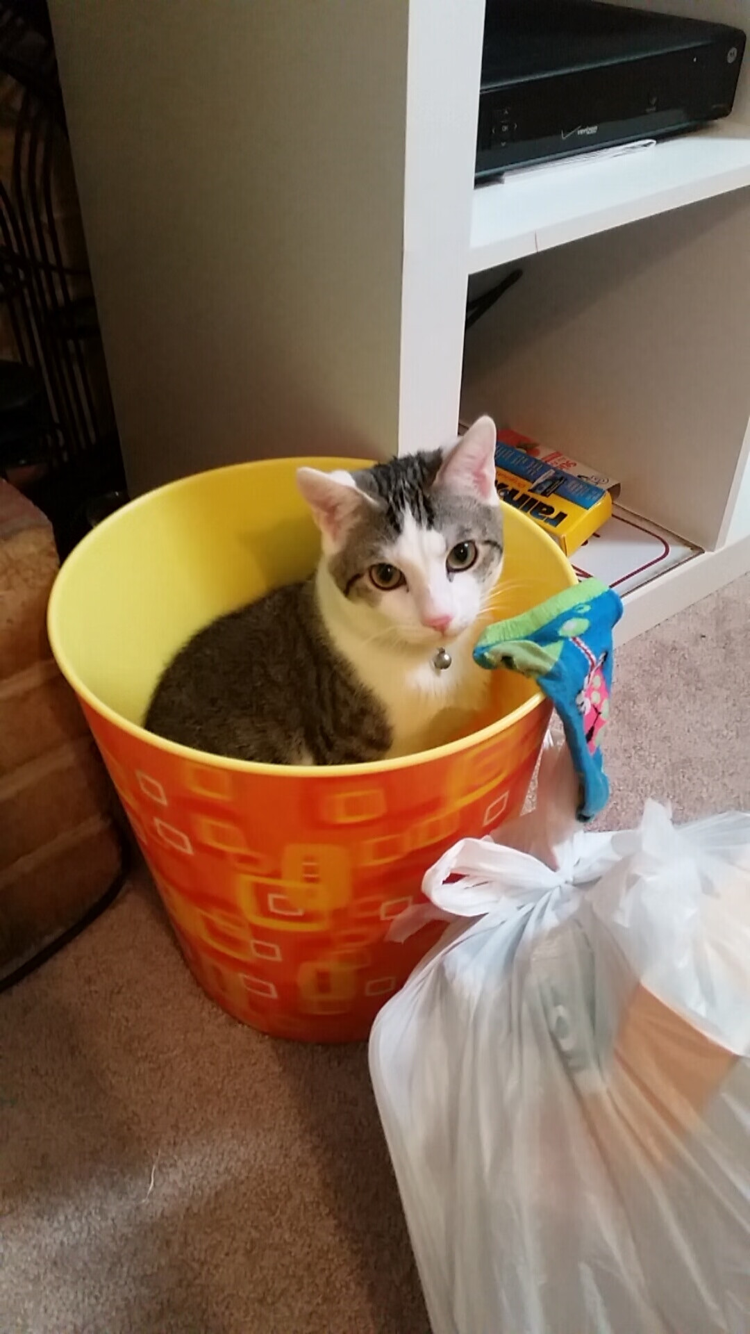 草原骑马体验营，感受民族传统运动魅力，草原骑马怎么收费