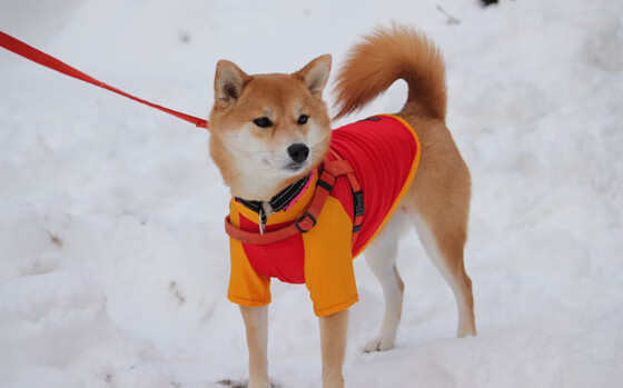 赛场内幕:台球高手的训练秘籍,台球基础训练视频