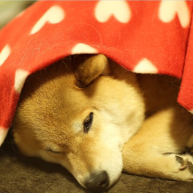 运动人生：明星球员背后的努力与拼搏故事，运动员明星有哪些