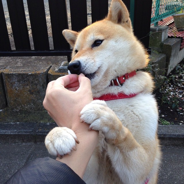 EDG赛区粉丝支持力度加大,edg是哪个赛区