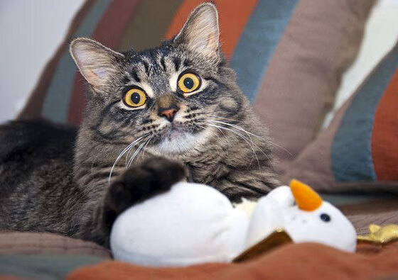 NBA总决赛东区半决赛 雄鹿备战，2021年nba东部半决赛第五场 雄鹿vs篮网 全场录像回放