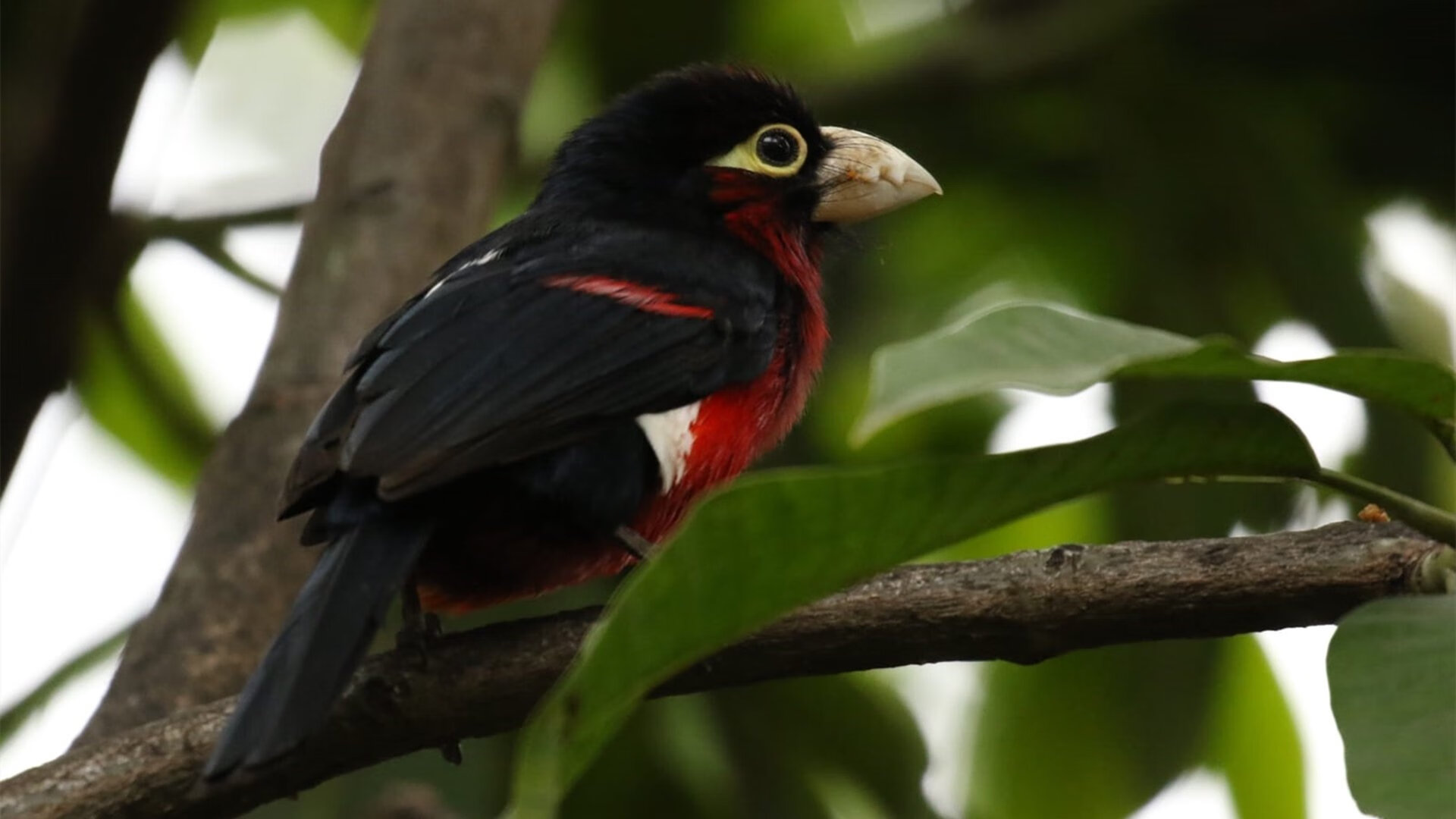 NBA官方公布全明星首发，文班亚马首次入选，文班亚马臂展