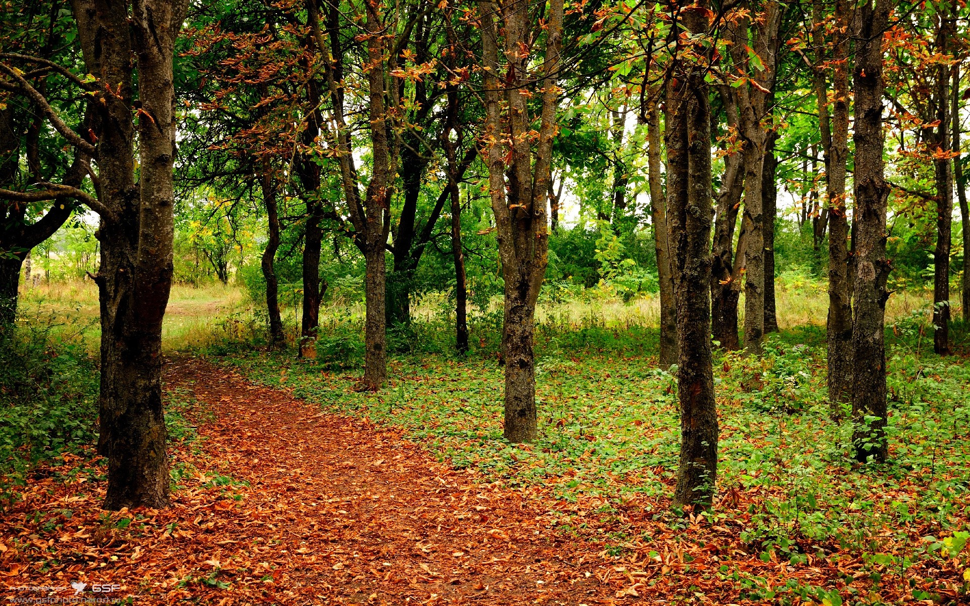 法国队夺冠高手，期待成为劲旅，法国队成绩