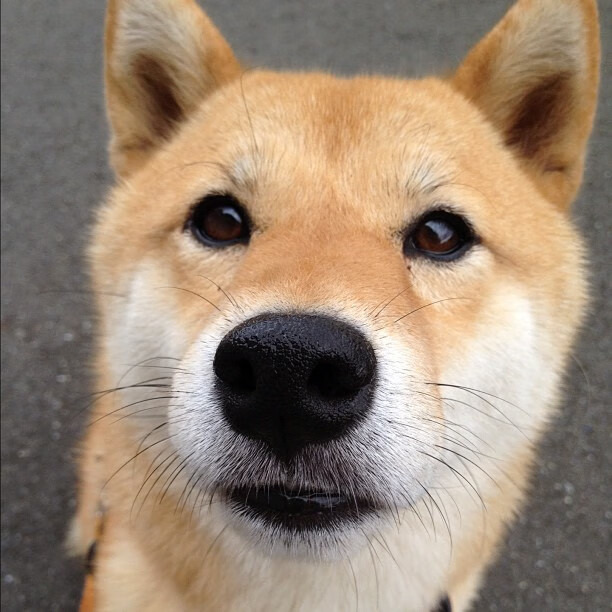 爱游戏体育APP下载-球队场上指挥官是否必须由经验丰富球员担任，足球场指挥官