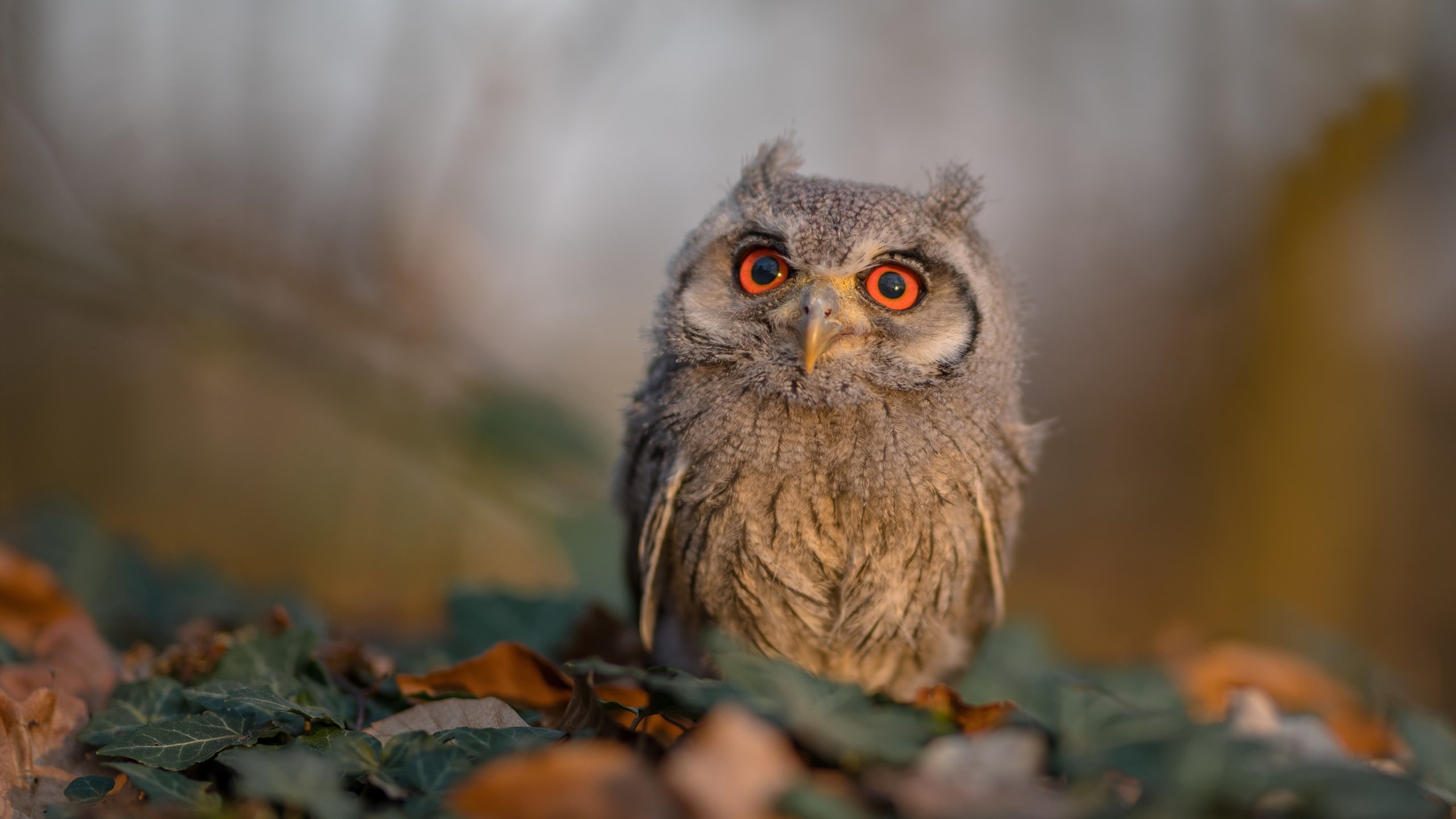 国内足球队在国际赛事中表现出色，中国的足球队伍