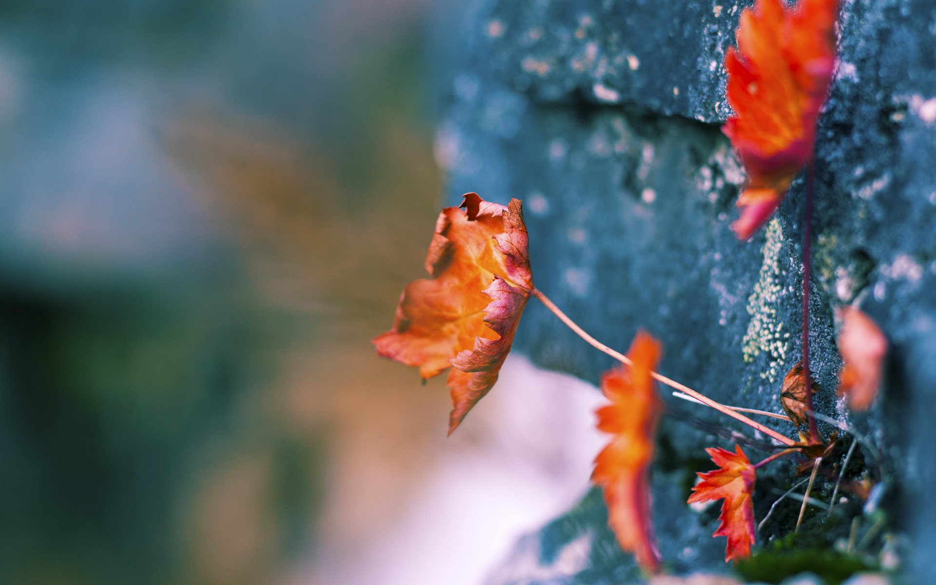 马赛在法甲联赛中获得亚军,法甲马赛对第戎