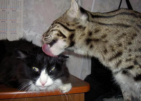 爱游戏电竞官网-NBA赛季助攻王数据解读，nba助攻王是总数还是场均