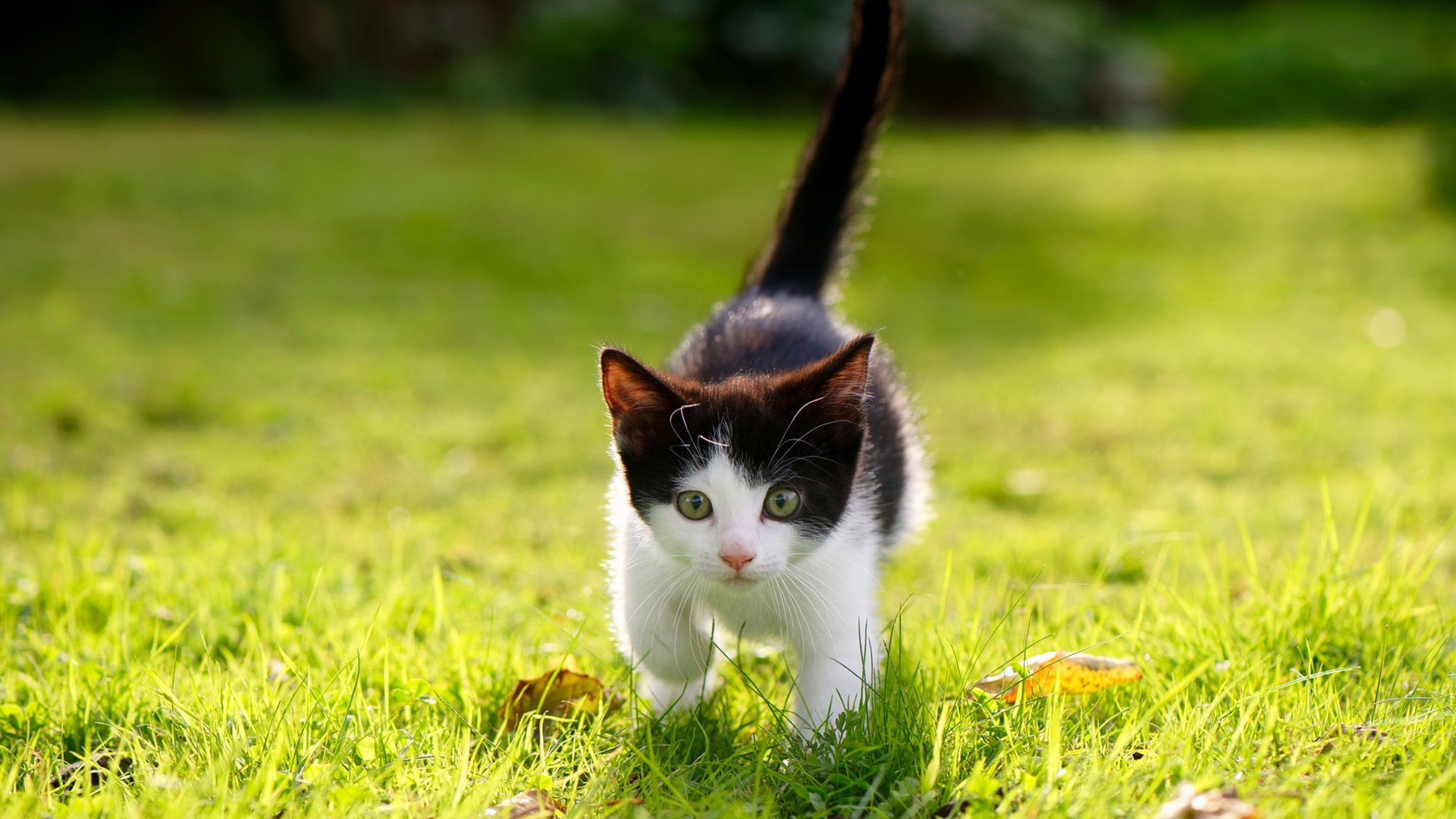 赛季揭幕战:五大联赛豪门逐鹿争锋,五大联赛豪门排行