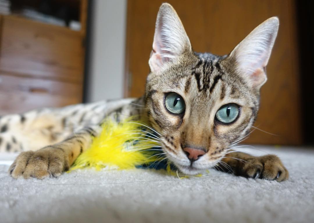 爱游戏-恩德里克在对阵墨西哥的热身赛中打入制胜球，展现潜力，恩里克科尔vs西提猜