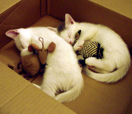 爱游戏体育平台-摩斯贝勒球员博卡扎德获得法国国籍，贝德尔·博卡萨