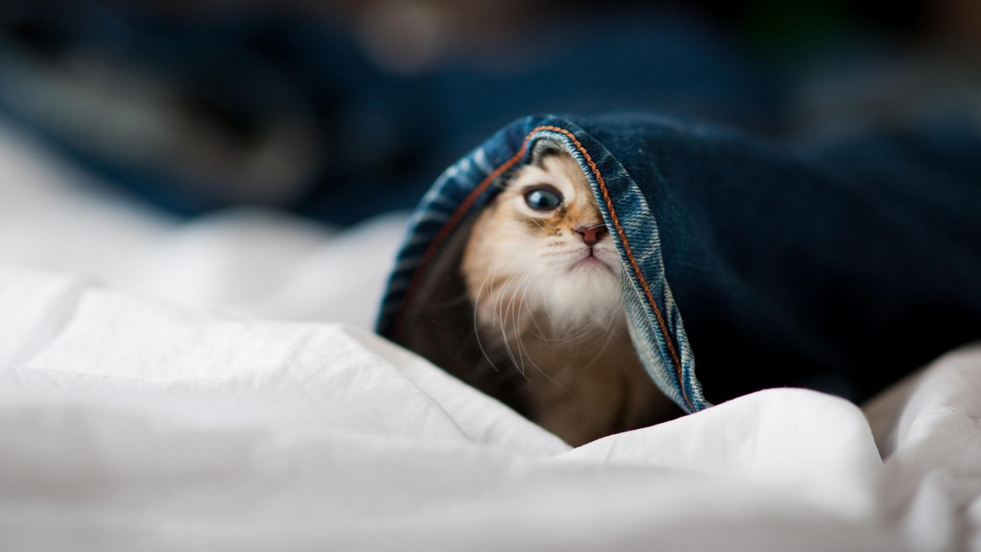 摩斯贝勒球员博卡扎德获得法国国籍，贝德尔·博卡萨