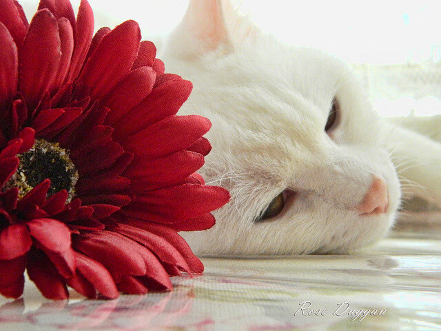 全国中学生篮球联赛区域冠军全部出炉，全国中学生蓝球联赛