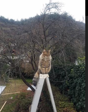 NBA联盟全球化战略与市场拓展，nba全联盟球队最新排名榜