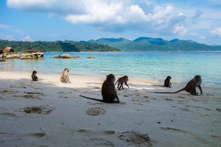 AYX官网-世界沙滩龙舟锦标赛中国团队表现优异，国际龙舟锦标赛