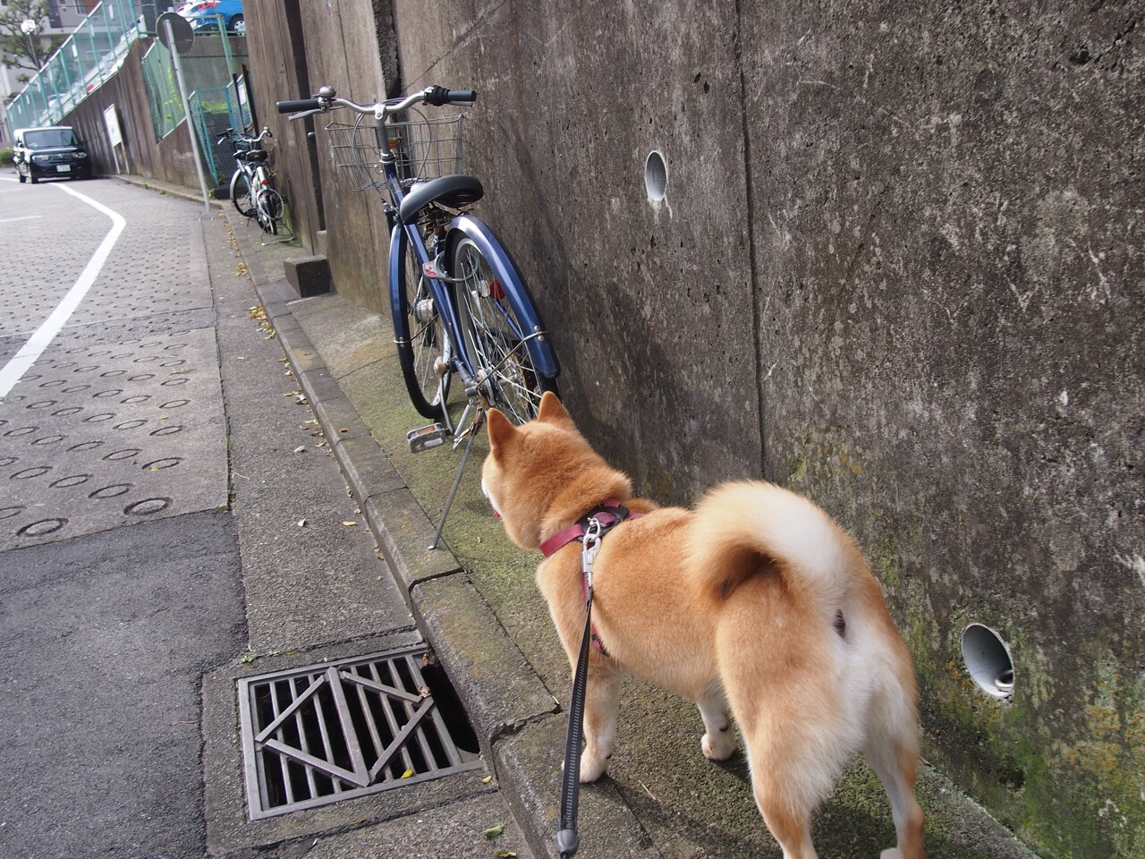 爱游戏娱乐-轻艇马拉松鸣枪，选手湖中竞风流，赛艇马拉松