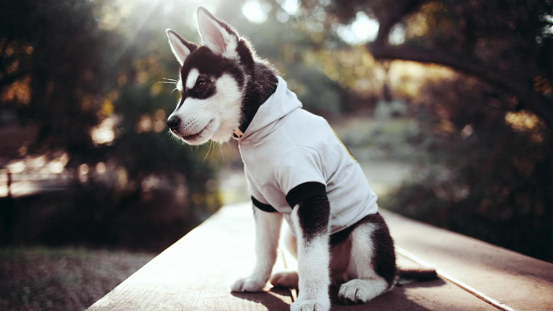 全国青少年漂流锦标赛在黄山激烈展开，全国青少年漂流锦标赛在黄山激烈展开吗