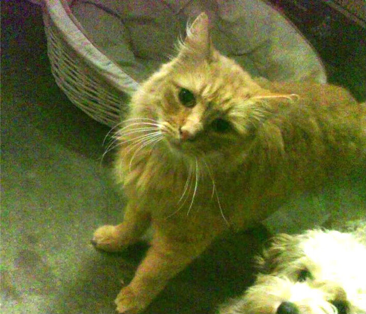 AYX SPORTS-仰泳技术扎实韩国保持优势，仰泳运动