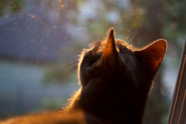 爱游戏体育官方网站-法甲焦点战：巴黎圣日耳曼迎战马赛，冠军之路的试金石，巴黎圣日耳曼vs马竞
