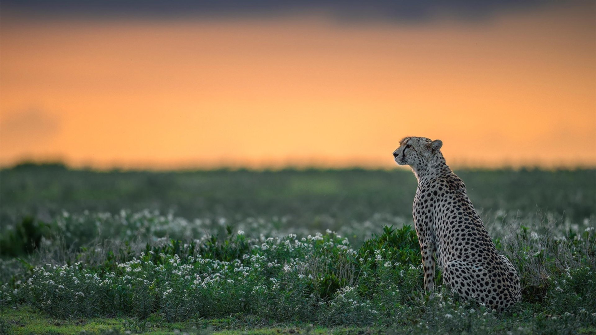 国际赛事引发广泛讨论，国际赛事的意义