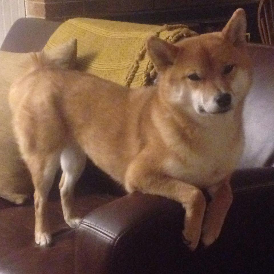 篮球世界杯中国联赛选手表现抢眼，篮球世界杯中国队最好成绩