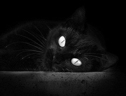 AIYOUXI.COM-柯洁率队晋级四强围棋名人赛，柯洁率队晋级四强围棋名人赛