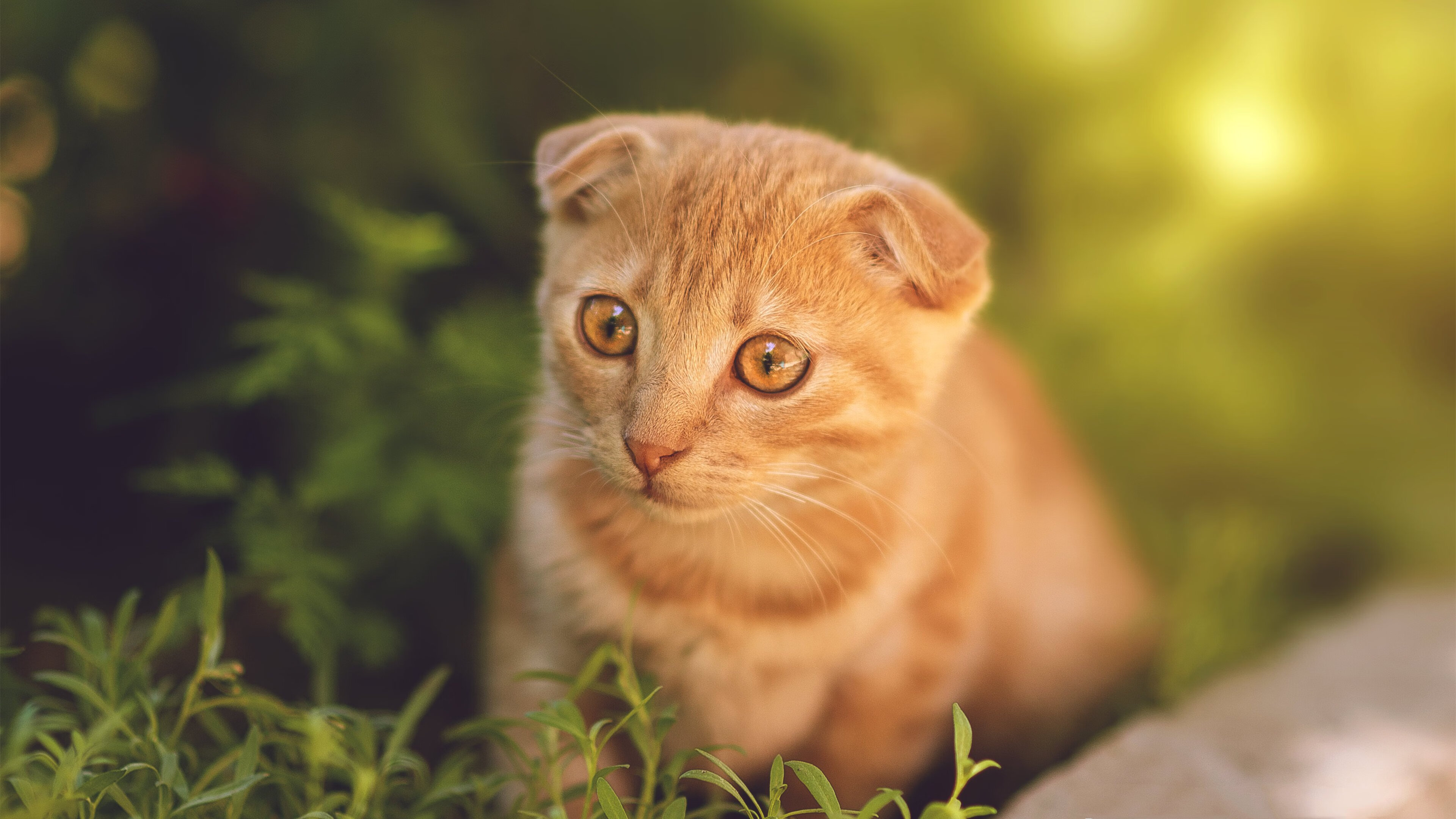 “游泳项目聚焦！2025世界游泳锦标赛，谁将创造新纪录？”