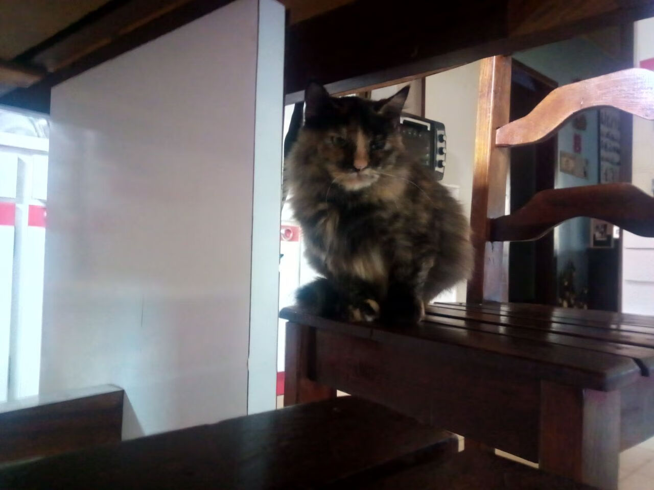 加拿大游泳队转身动作优化趋势,加拿大游泳margaret